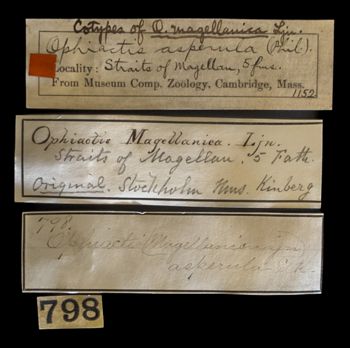 Media type: image;   Invertebrate Zoology OPH-1152 Description: Labels for this specimen included in the specimen tray.;  Aspect: labels